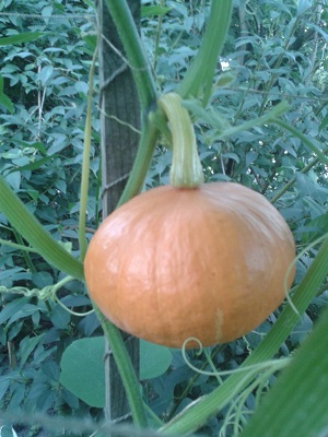 owoc dyni hokkaido na gałązce
