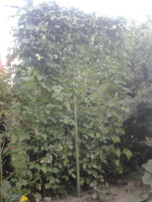 pergola obrośnięta fasolą piękny jaś