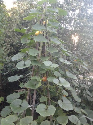 wigwam z dynią hokkaido