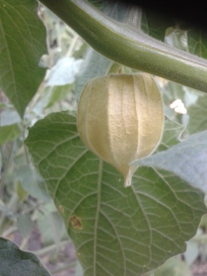 owoc rodzynka brazylijskiego